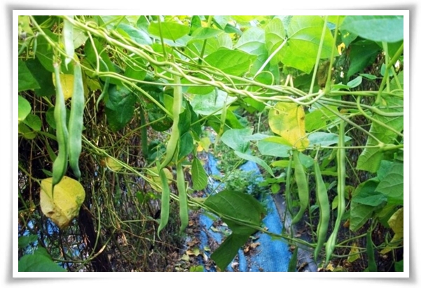 텃밭 "6월에 심기 좋은 작물" 지금 심으면 쑥쑥 자라는 여름 작물 추천!