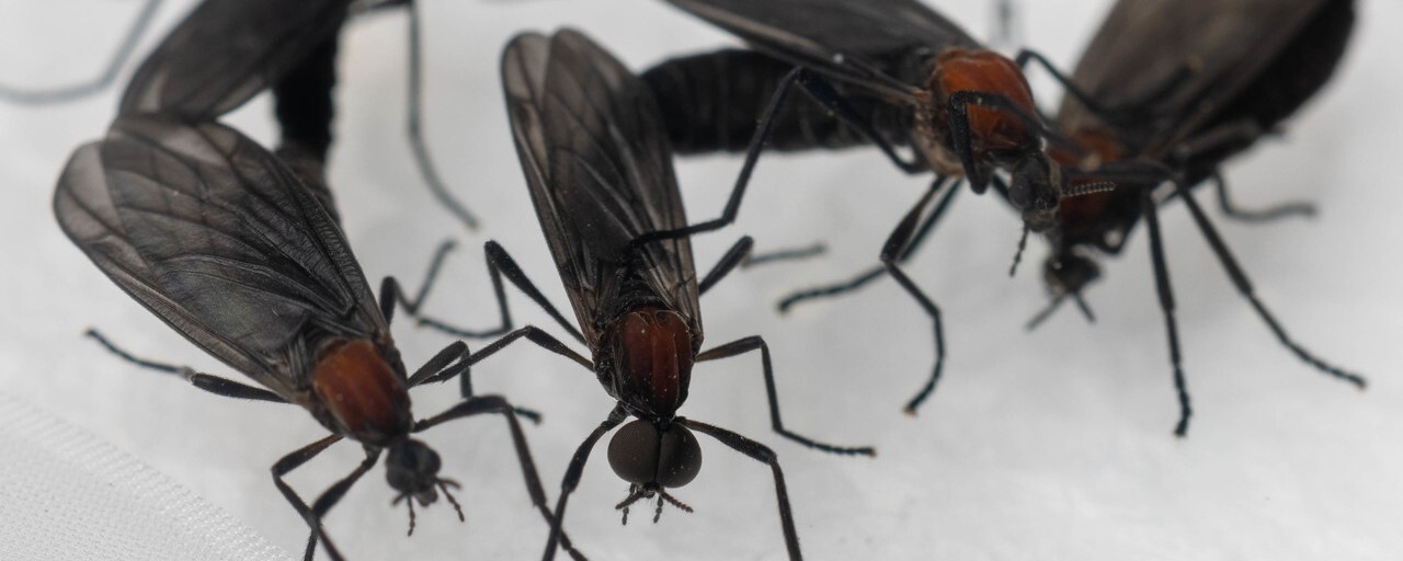 러브버그 퇴치방법, 효과적인 제거&middot;예방 공식 가이드