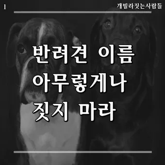 반려견 이름 작명 독특한 강아지 이름 제안_10