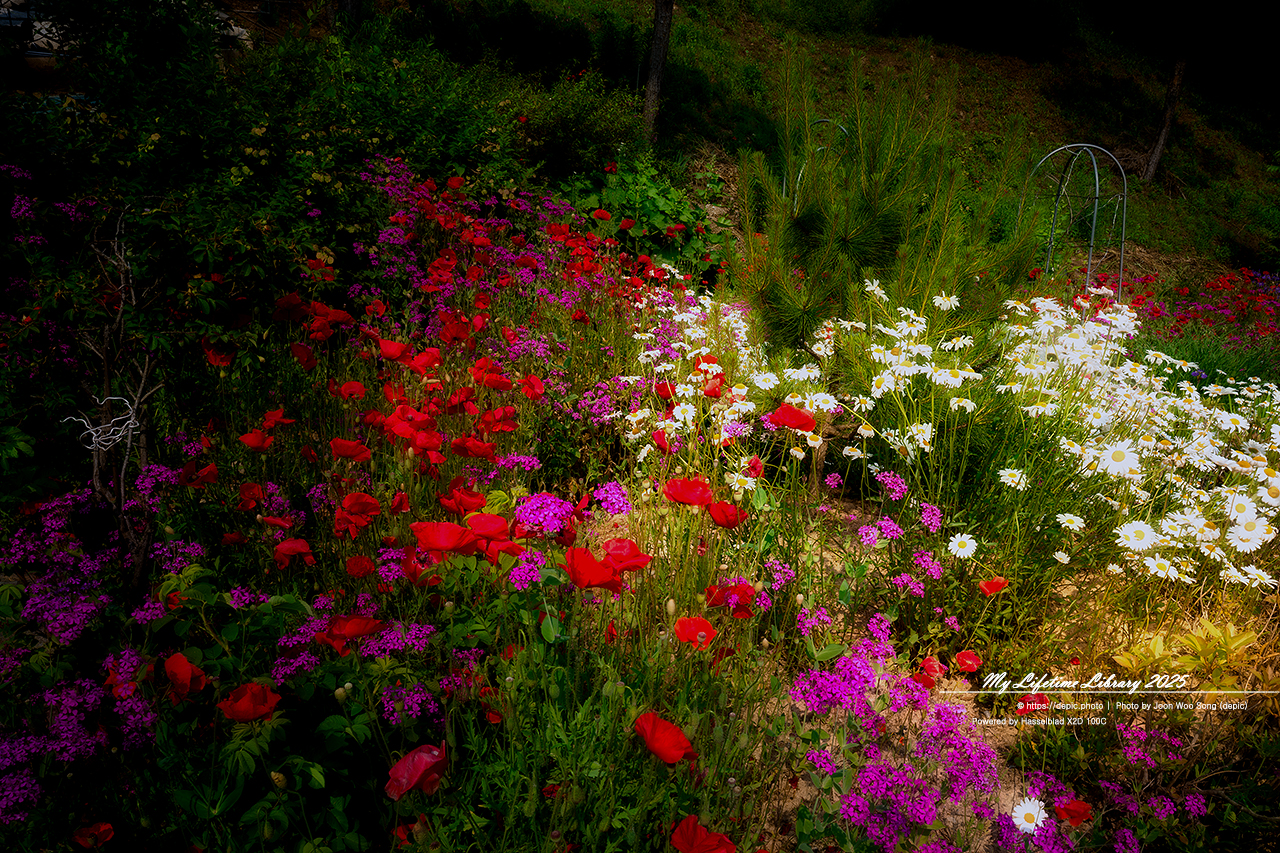 #꽃 #여름 #충북 #황화코스모스 #샤스타데이지