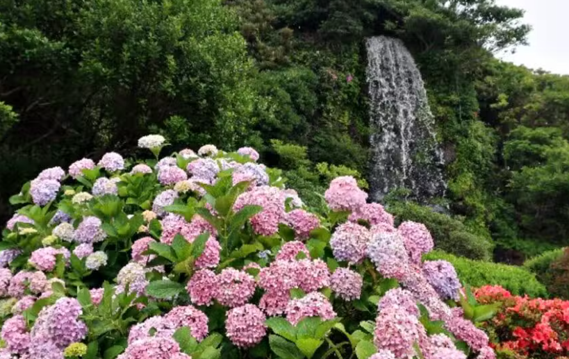 제주 여름의 정점 여름꽃 능소화 개화시기 명소추천