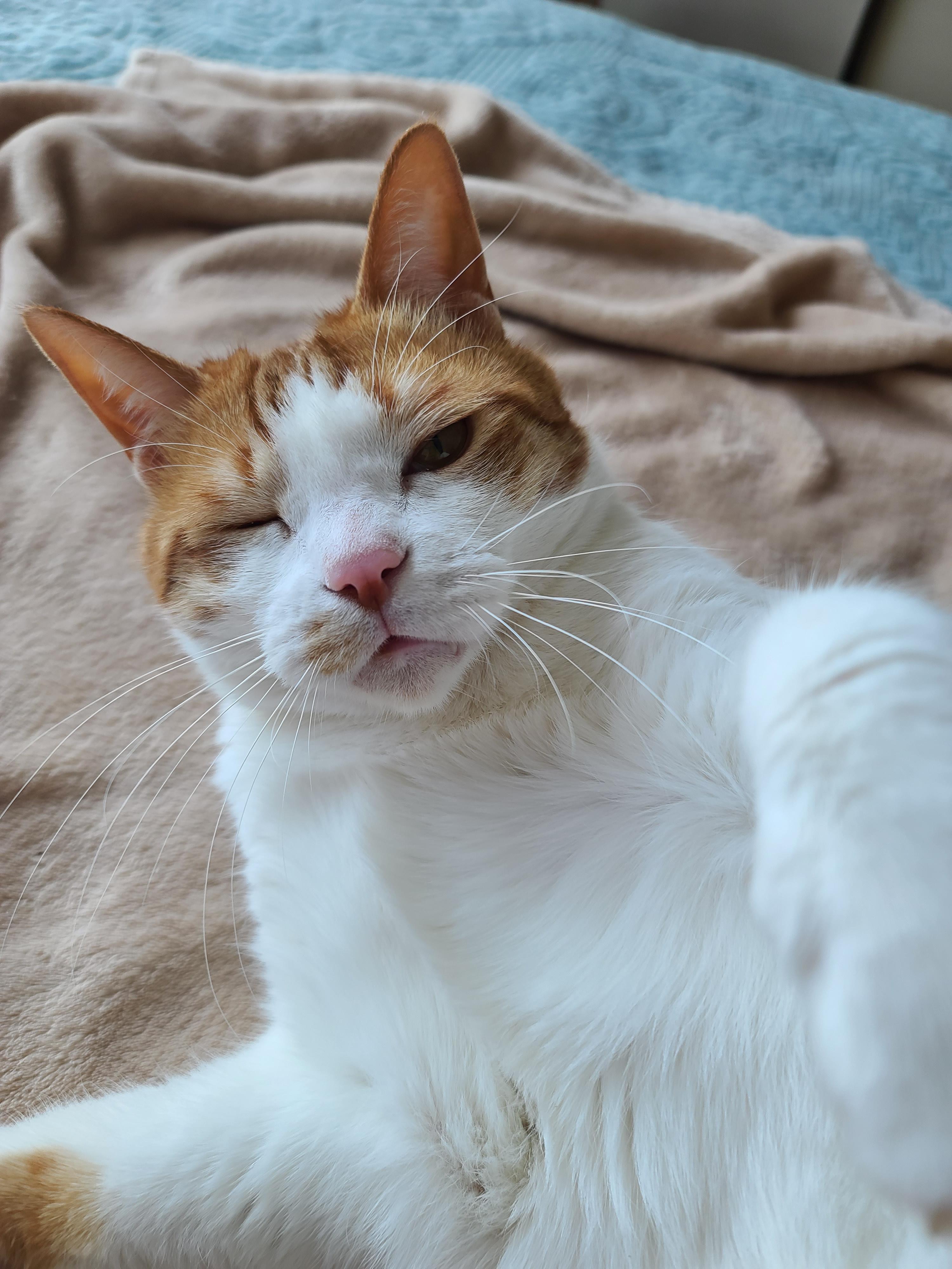 고양이 수염의 역할. 우리집 고양이들의 사냥할때 수염 모양새. 수염발사!! 사진귀여움 주의!