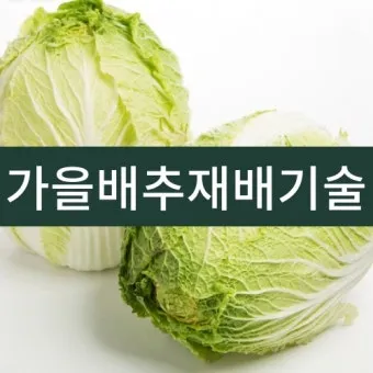 배추 재배 정식 시기 석회 뿌리기 벌레 예방_12