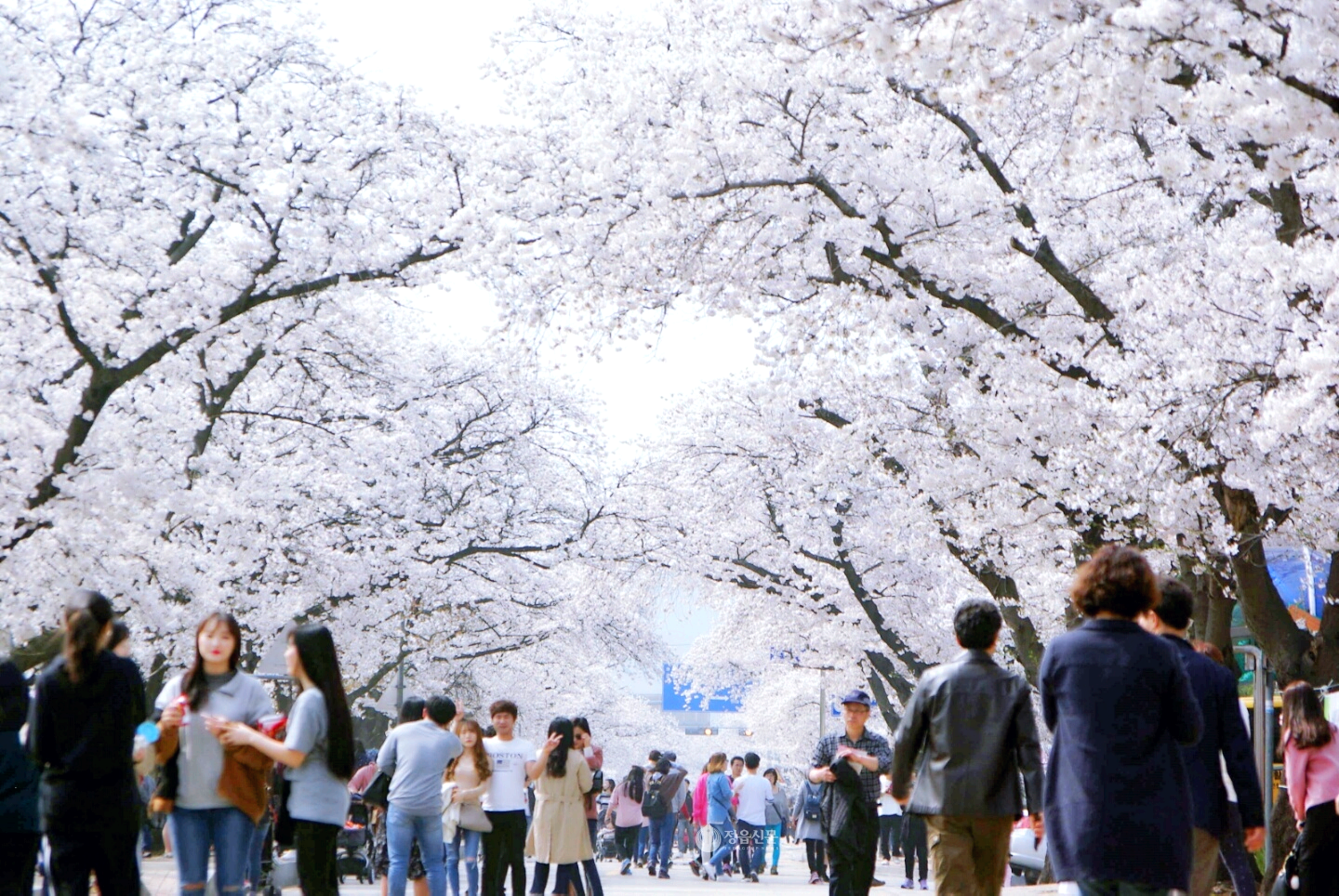정읍 벚꽃축제