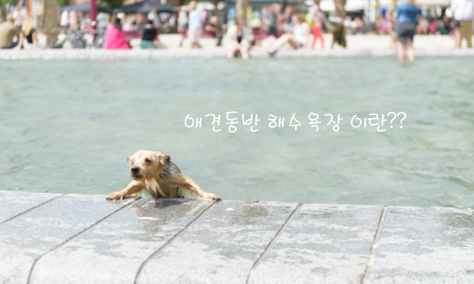 애견동반 해수욕장이란?