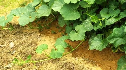 호박-키우기-줄기-덩굴-정지법-유인