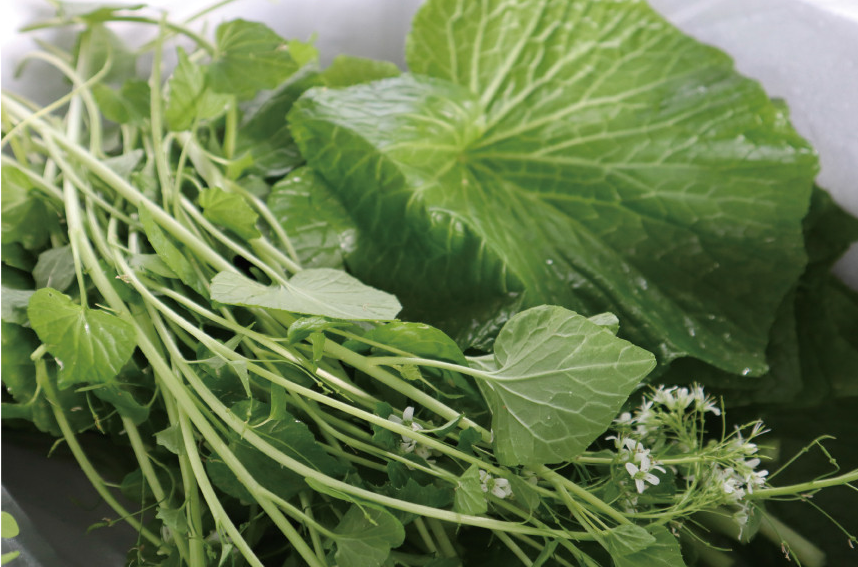 6시내고향 고추냉이 잎 꽃대 근경 생와사비 정가농원