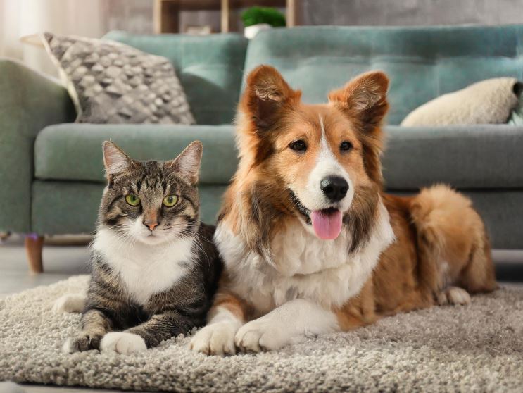 강아지와 고양이