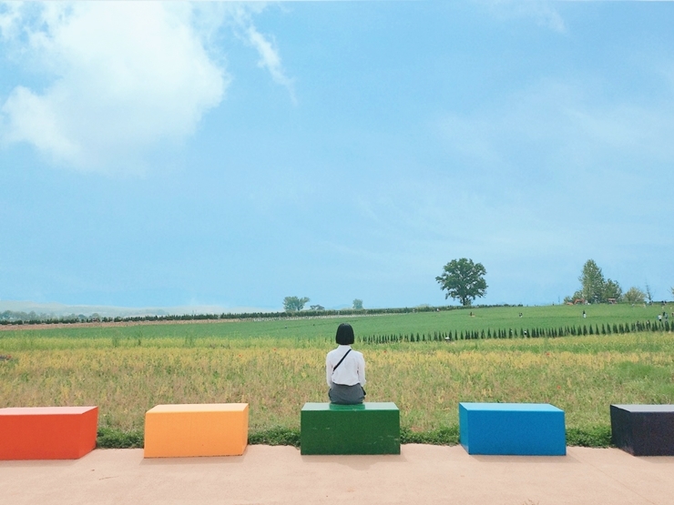 안성 팜랜드 호밀밭 축제