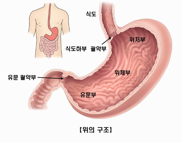 위의 구조 이미지사진