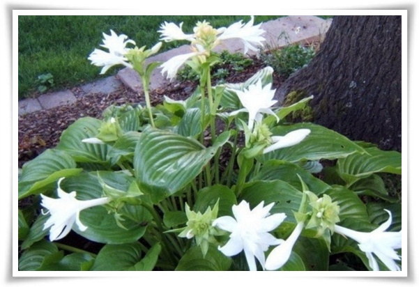 정원 "옥잠화 키우기" 초록빛 힐링을 선사하는 마법 같은 꽃!