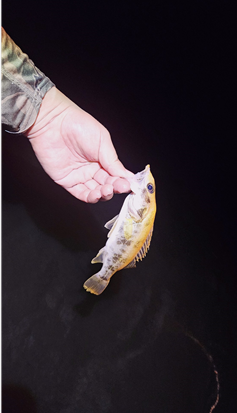 1-1. 쏘가리 개요와 분류학적 위치