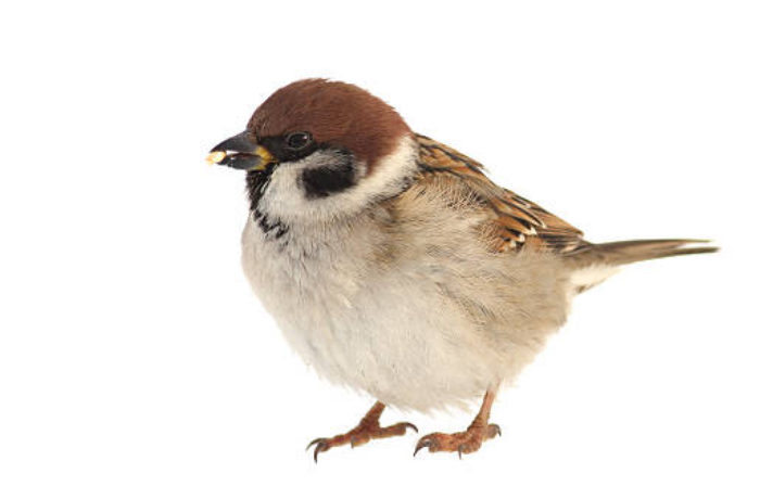 참새가 시끄러운 꿈