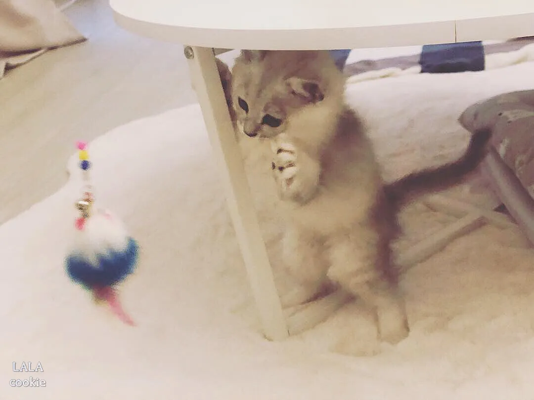 고양이가-무는-이유-아깽이-사냥놀이