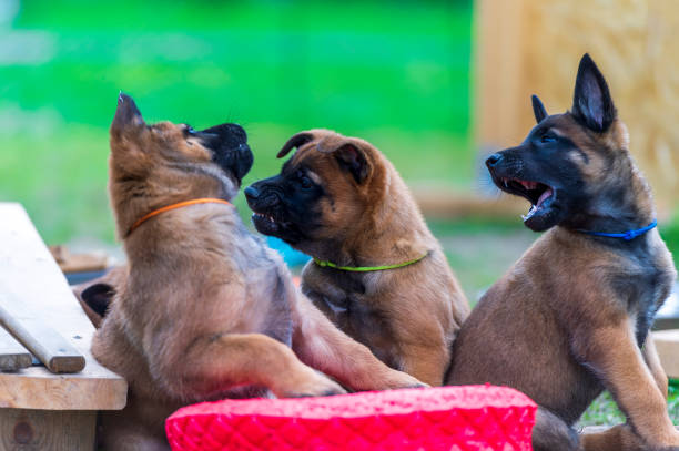 강아지 사회화 교육이란?