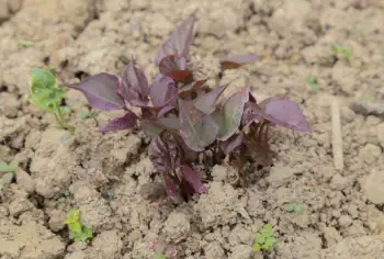 어성초 효능 효과 및 영양성분, 부작용