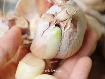 홍산마늘 효능 수확시기 재배법 주아 정리 정보_10
