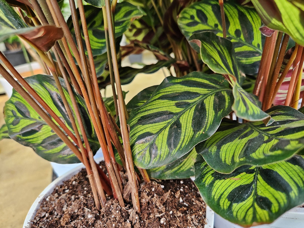 칼라데아_마꼬야나