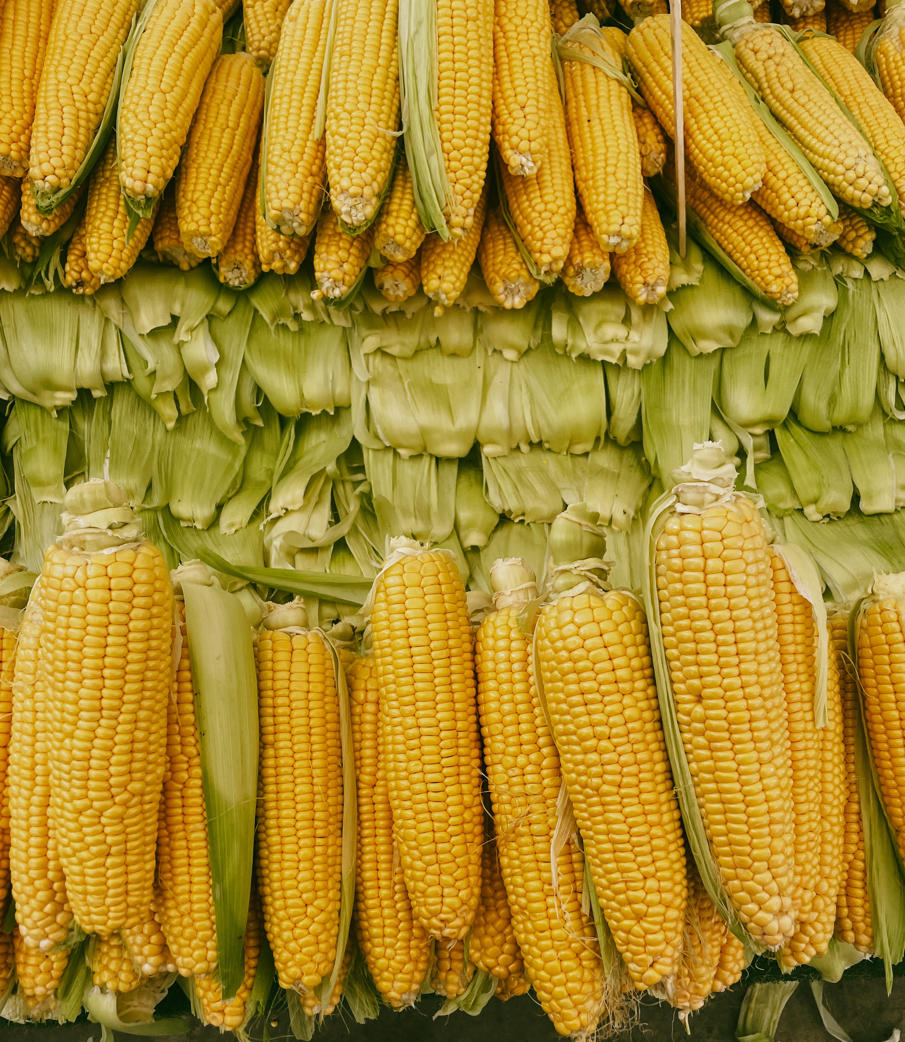 초당옥수수 이미지