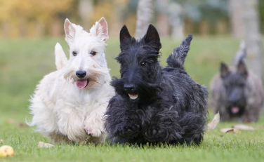 terrier/출처:어도비스톡