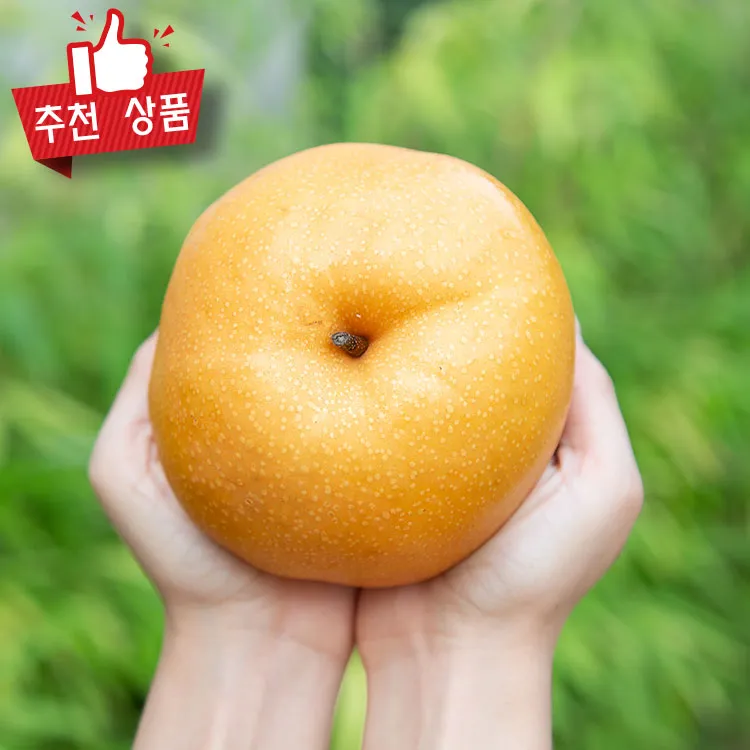 나주배 효능 특징 수확시기제철손질먹는방법나주배 보관 방법 안내_2