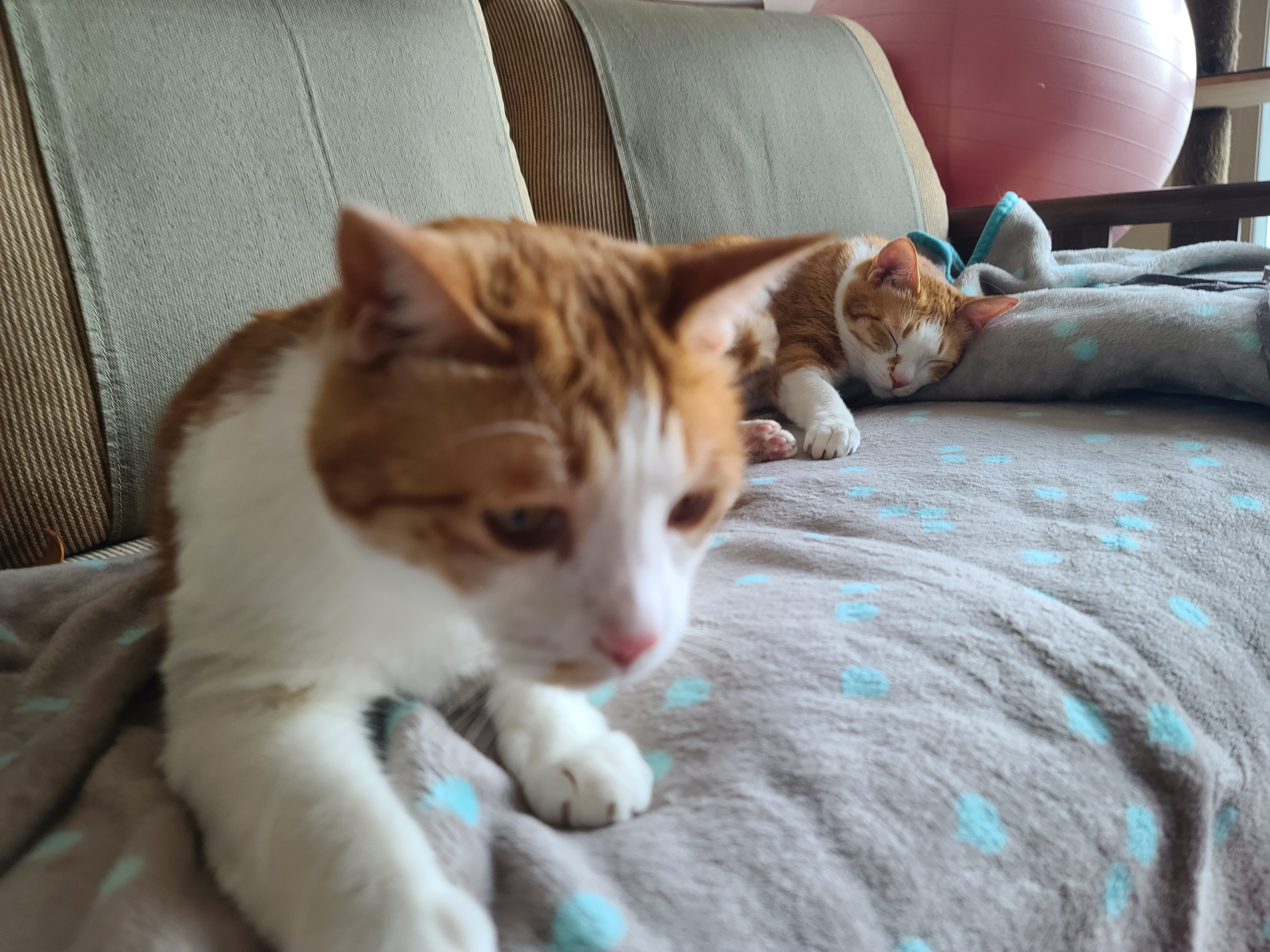 우리집 고양이들에게 치즈냥이 호야의 존재는..