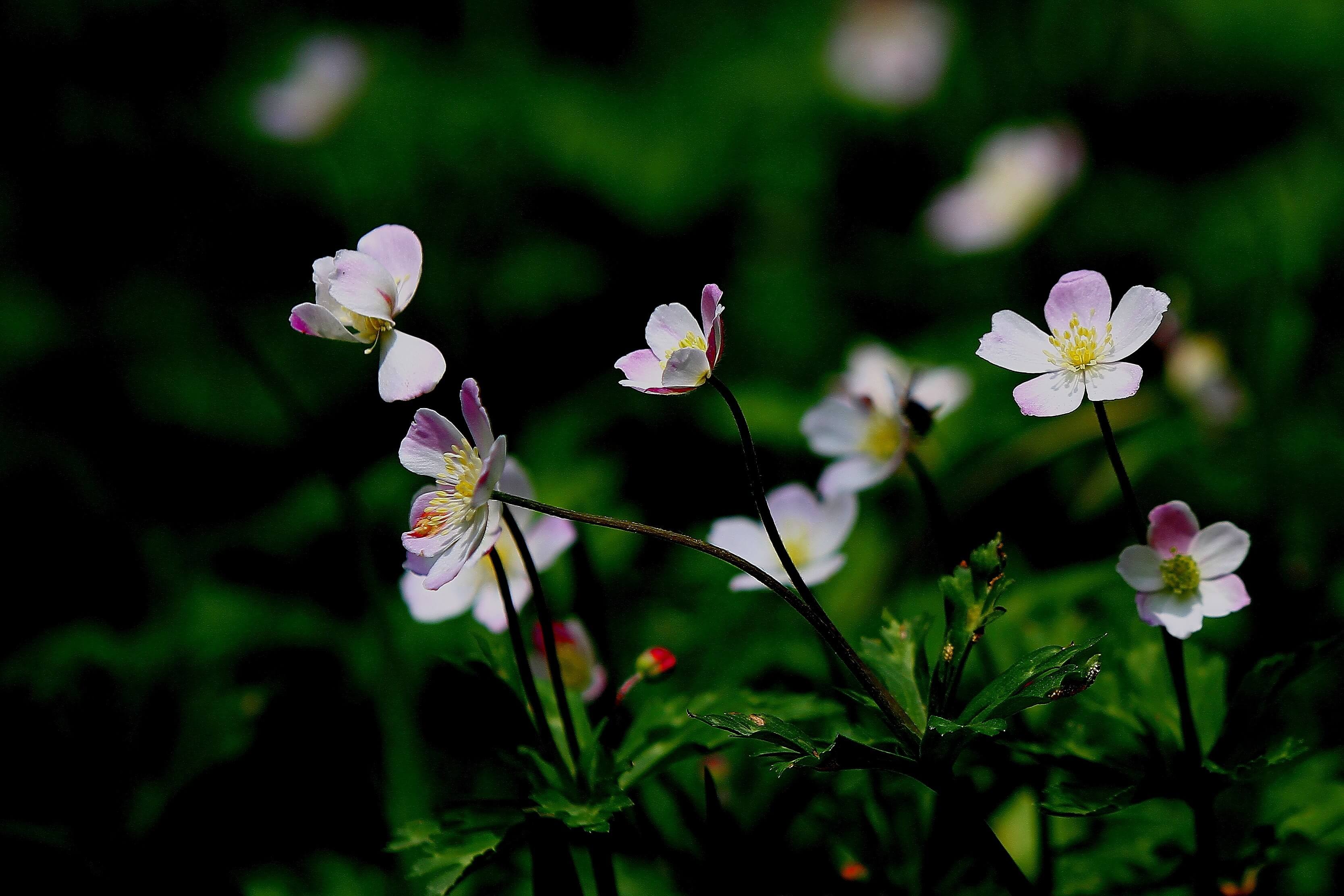 회문산 자연휴양림 예약