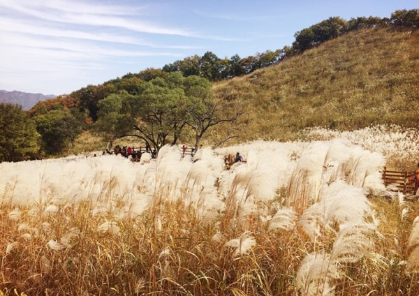 명성산 억새꽃 축제