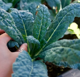 난청에 좋은 음식 영양제 식단