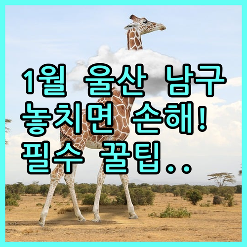 1월에 방문하기 좋은 울산 남구 대표..