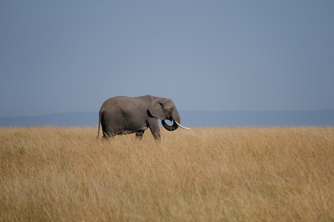Conservation