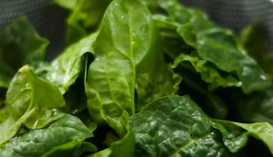 아미노산 식품들 : 시금치
