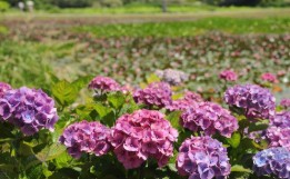 목원 목련축제(2025) 예약 및 여행코스 관련 사진