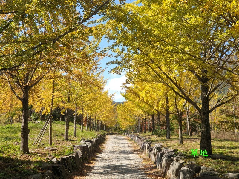담양 자연환경 연수원 은행나무길