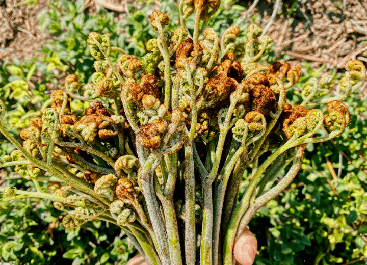 고사리-혈관-건강-개선