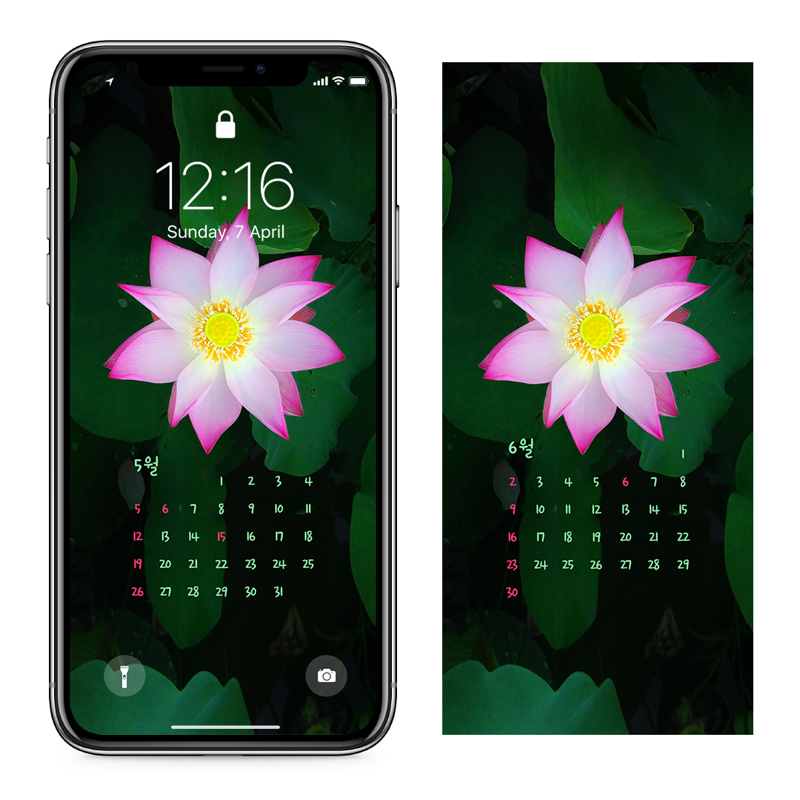 09 연꽃과 꽃턱 AB - 2024년5월 아이폰달력배경화면