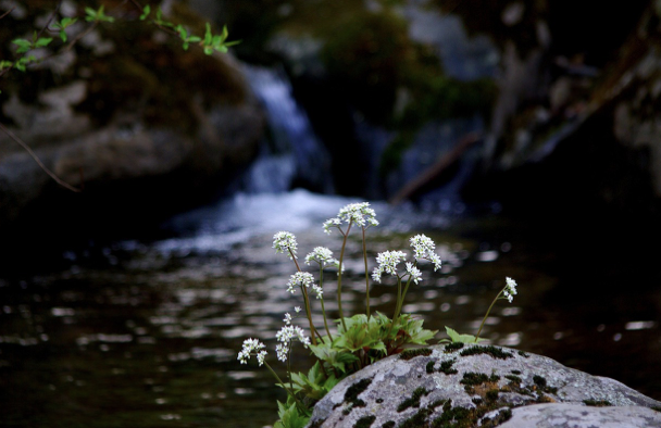 계곡의 시대는 끝났나: 물놀이 명소에서 조용한 휴식처로