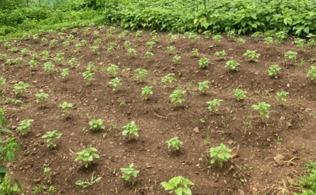 들깨 심는시기(파종시기, 심기방법, 재배방법, 수확하기) 깻잎키우기 총정리!