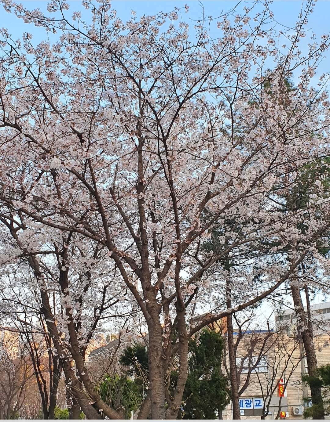 2026 벚꽃 개화 시기 총정리! 서울은 언제 만개할까?(+전국 예상일)