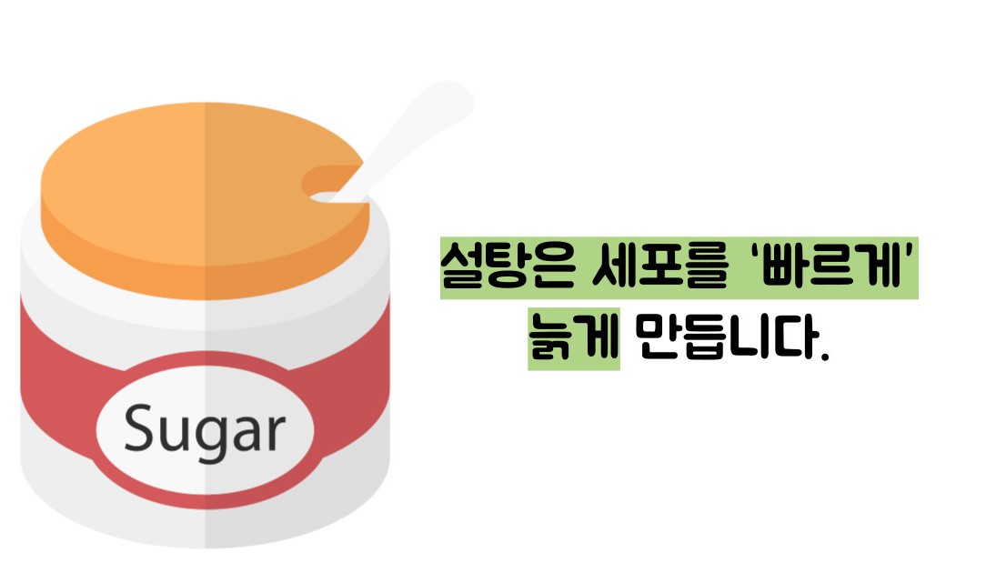 저속노화 식단