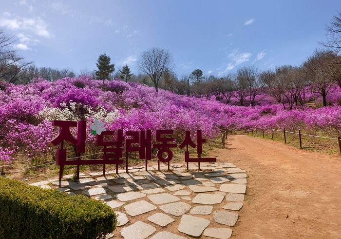 진달래동산 사진
