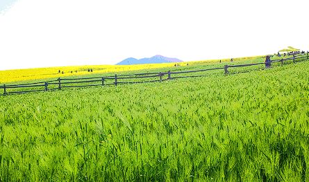 고창 청보리밭 축제 입장료 맛집 숙박 주차 