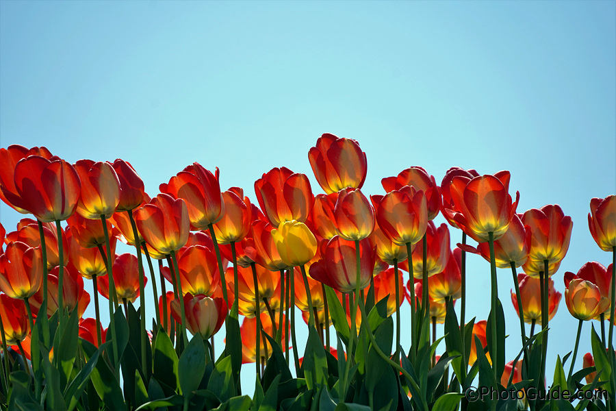신안군-임자도-섬-튤립축제
