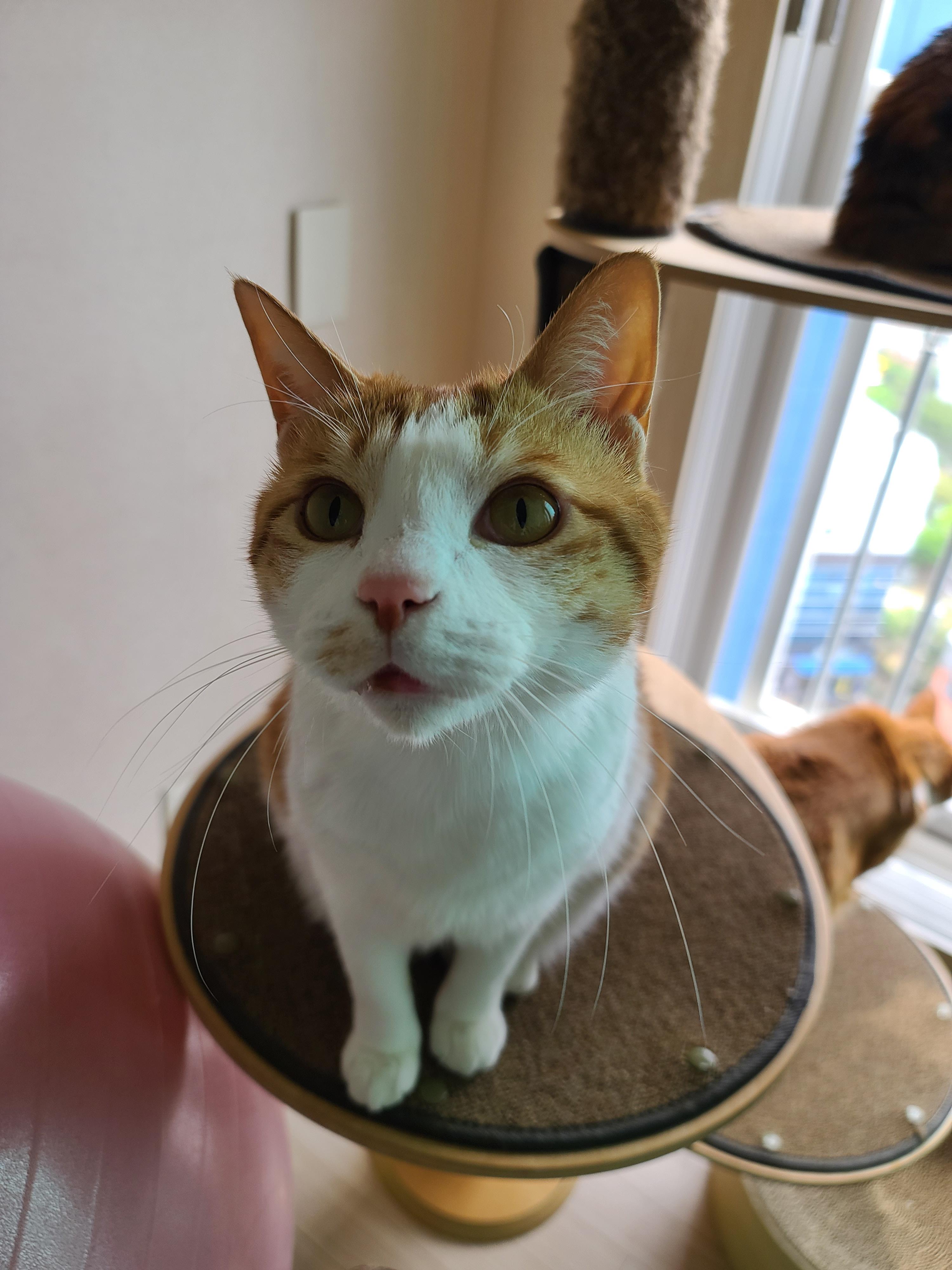 고양이 채터링! 오랜만에 까치등장! 고양이 열매가 열린 캣폴.