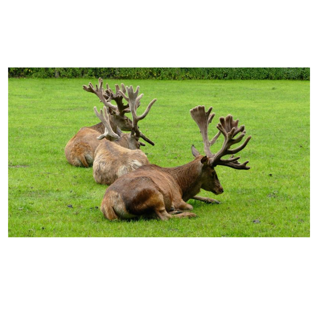 녹용과 관련된 사진입니다.