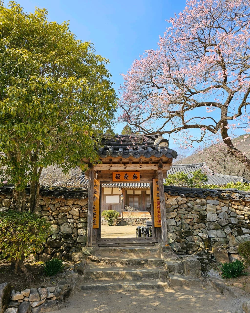 [4월 봄꽃 여행]순천 선암사❘진달래, 겹벚꽃, 홍매화, 개화시기