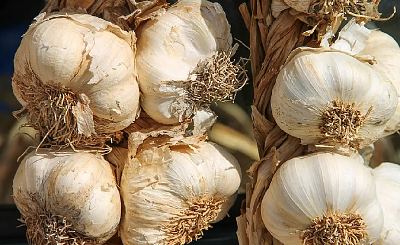 마늘장아찌 담그는법