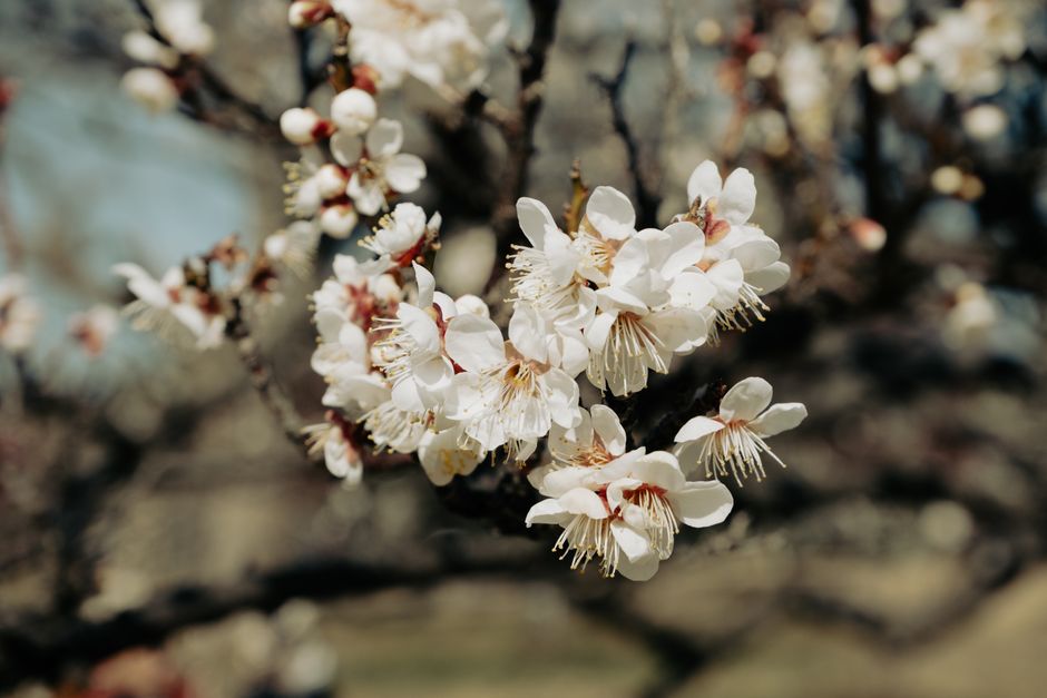 Capture of delicate cherry blossoms in full bloom against a blurred background in Toyohashi, Japan.