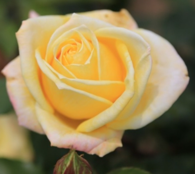 일별 탄생화-의미-꽃말-1~12월-월별