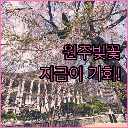 원주천 매지저수지 반곡동 벚꽃 구경 ..